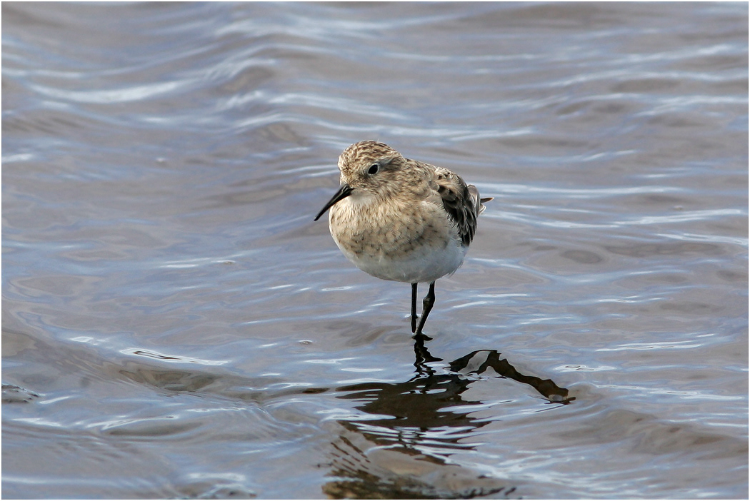 White-rumped Sandpiper