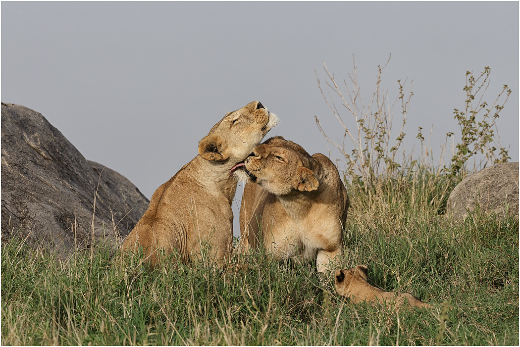 Lion Sisters - Central Serengeti, Tanzania