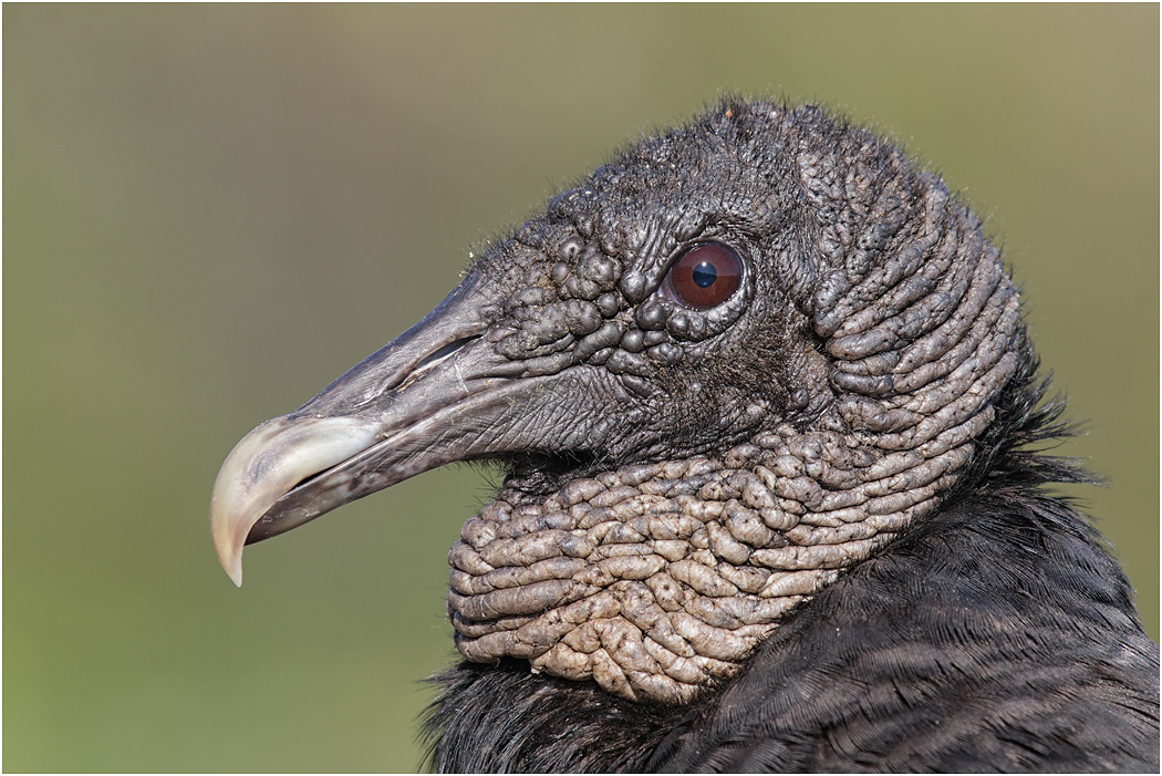 Black Vulture, Florida, USA