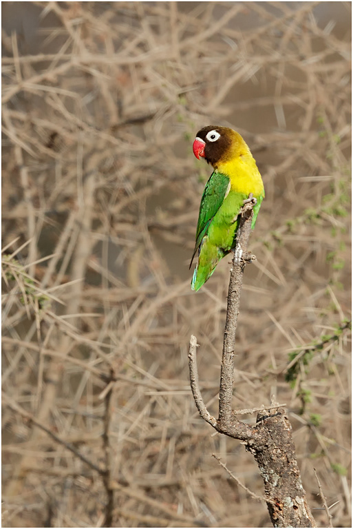 Yellow-collared Lovebird - Tarangire, Tanzania