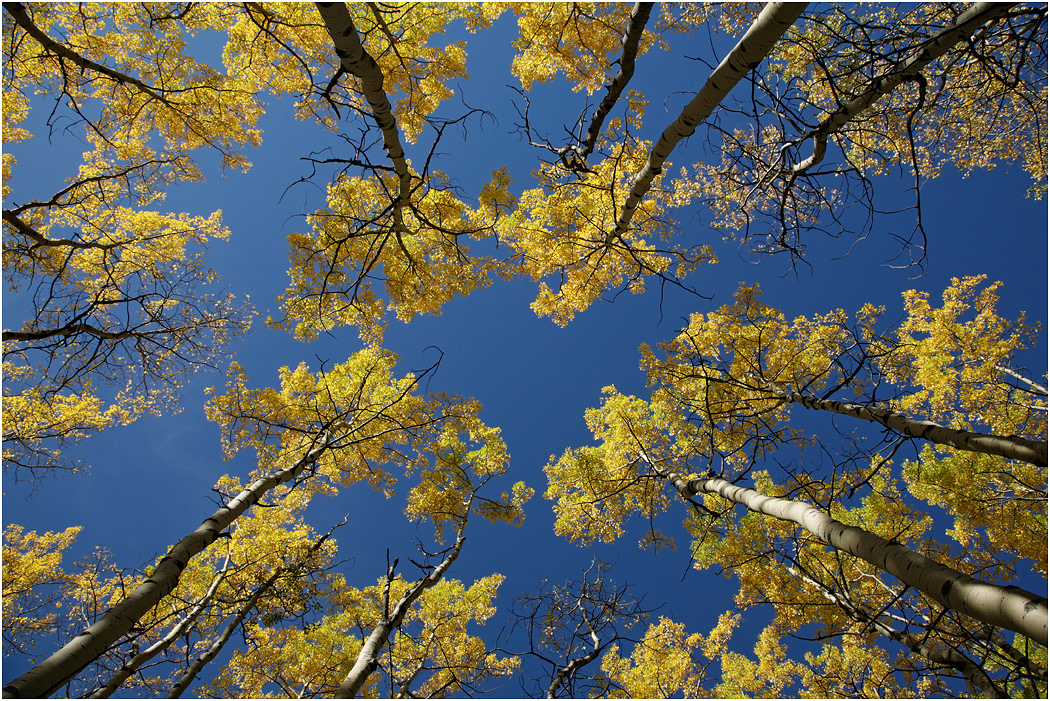 Gold on Blue - Aspens, Jasper