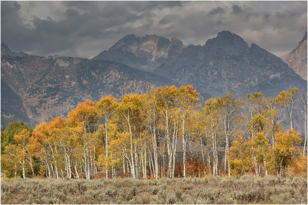 Autumn colour, The Tetons, Teton NP, USA