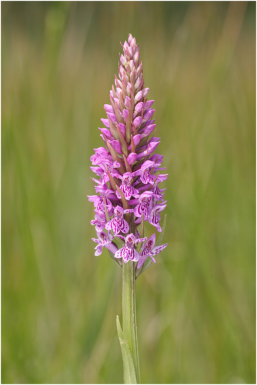 Common Spotted Orchid