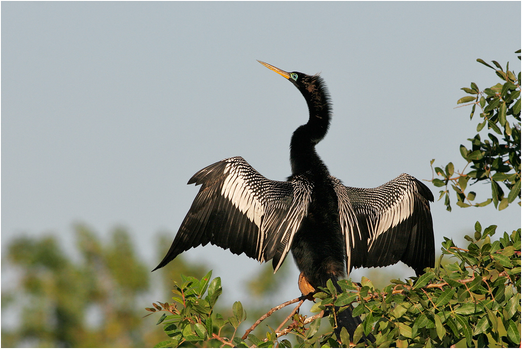 Anhinga, Florida, USA