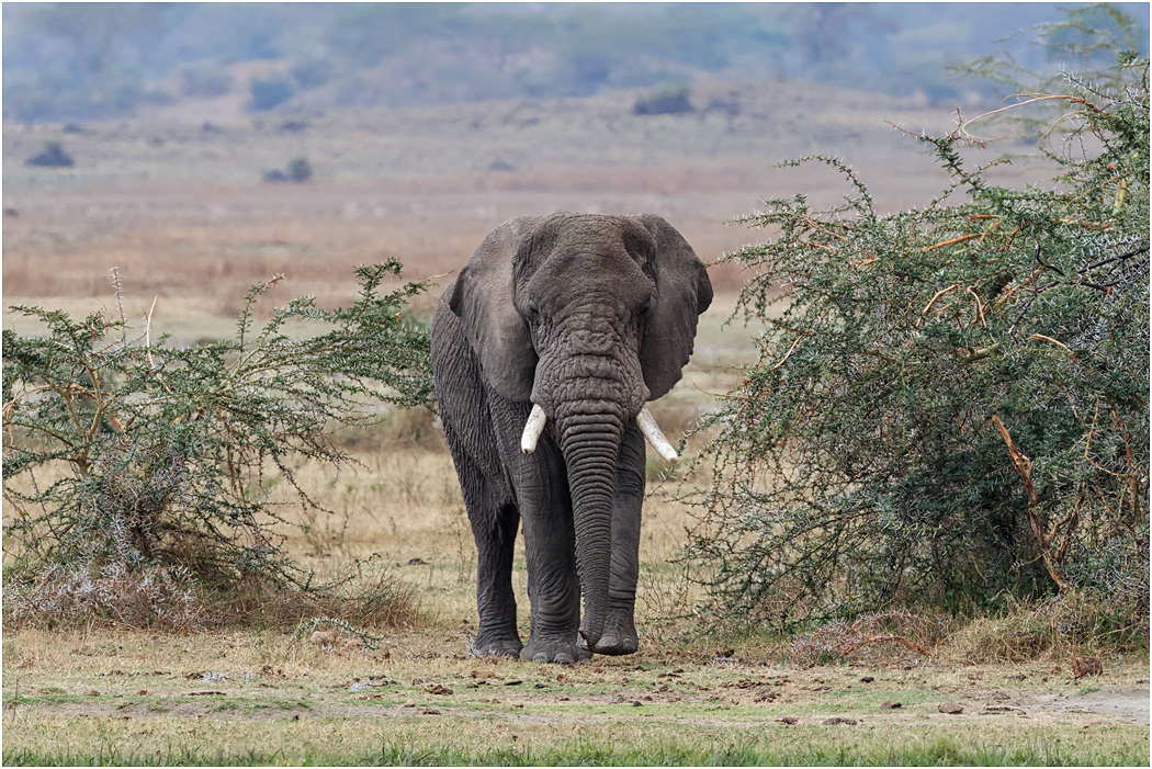 Old Bull - Ngorongoro Crater, Tanzania