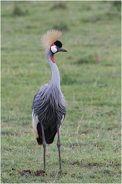 Grey Crowned Crane - Serengeti, Tanzania