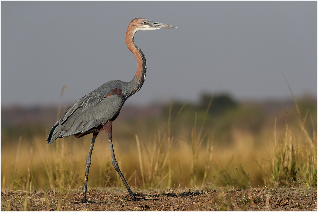 Goliath Heron - Chobe River, Botswana