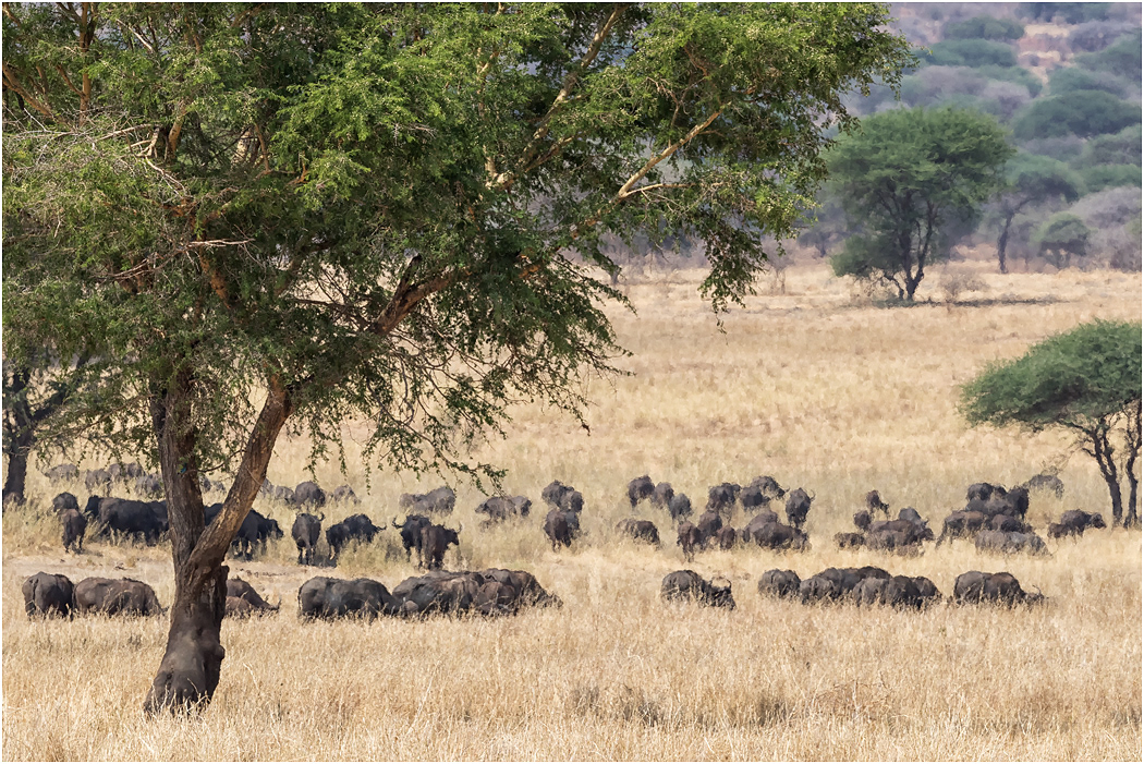 Cape Buffalo in heat haze - Tarangire, Tanzania