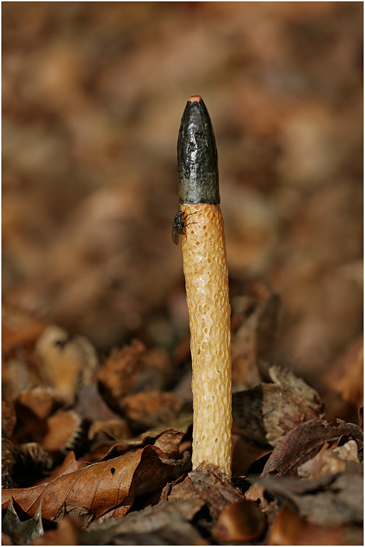 Dog Stinkhorn - Mutinus caninus