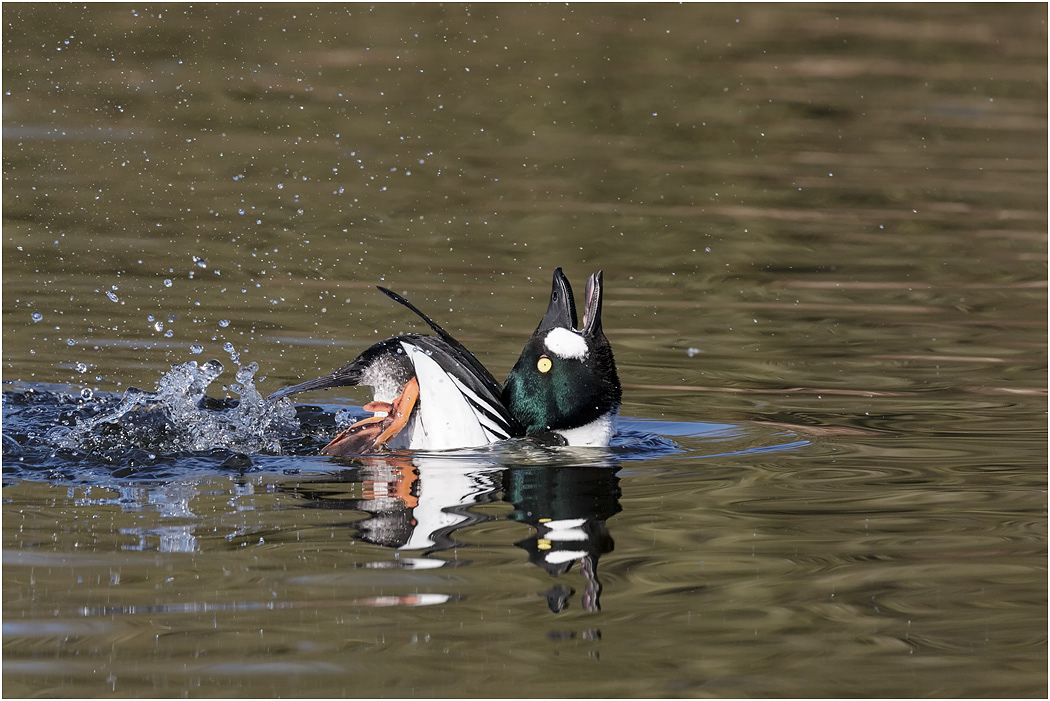 Goldeneye Drake displaying