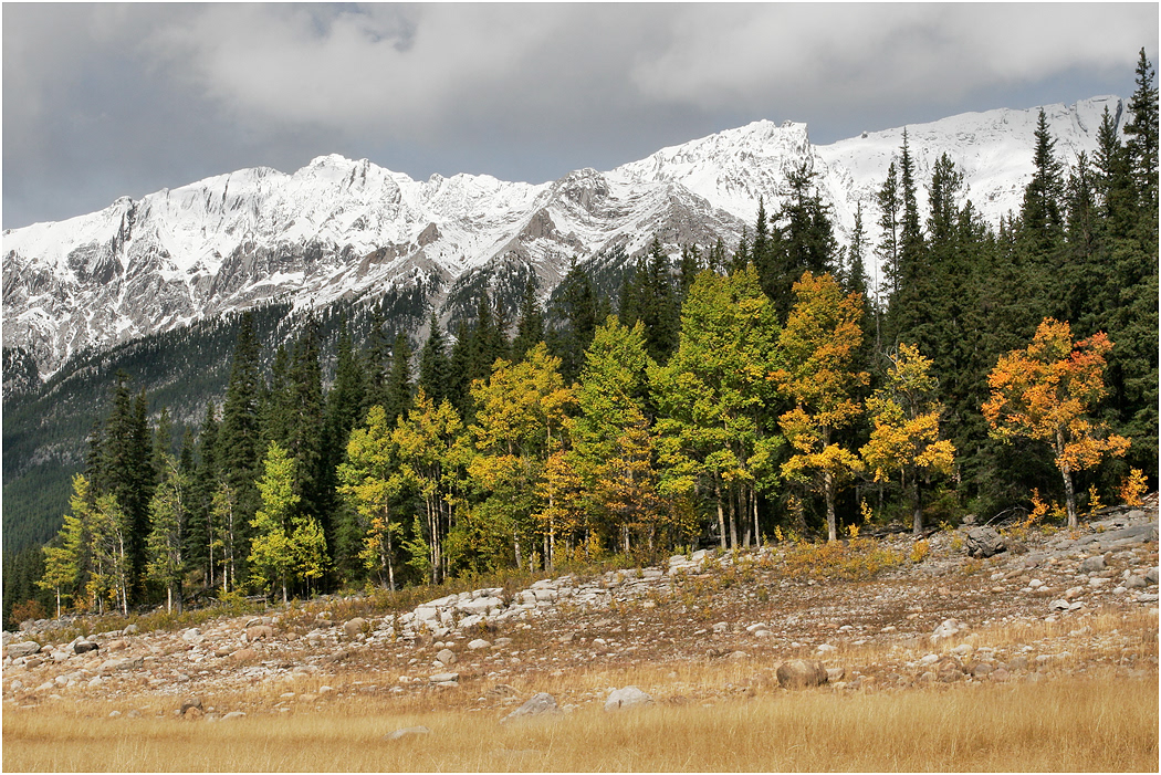 The Colin Range & Autumn Trees, Jasper