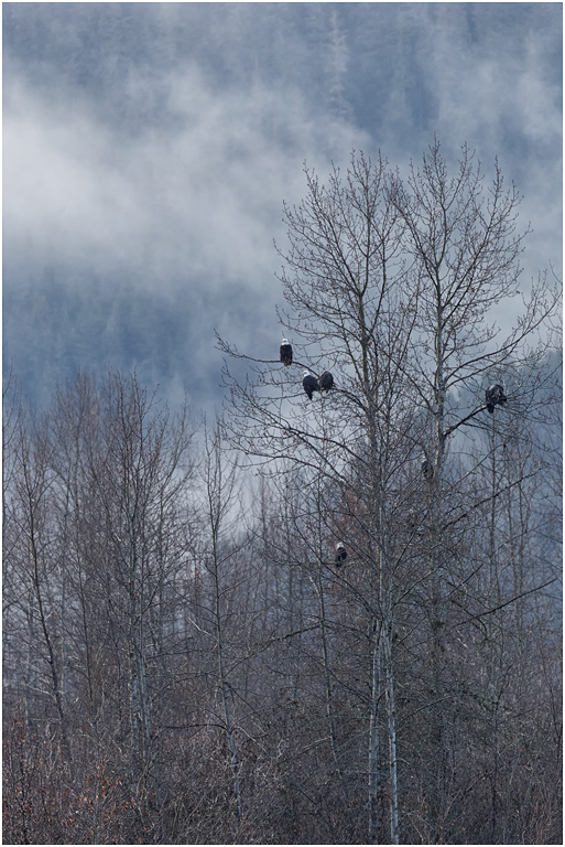 Bald Eagles, Chilkat River, Alaska