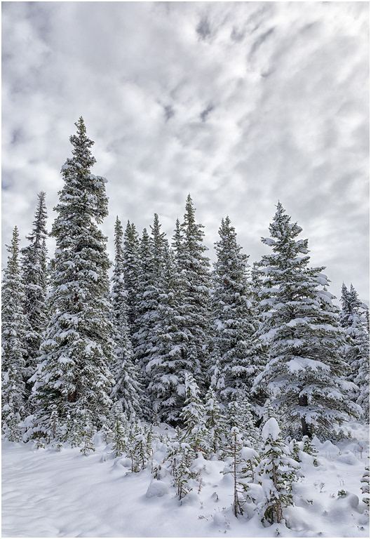 Snow covered Trees, Icefields Parkway, Banff NP