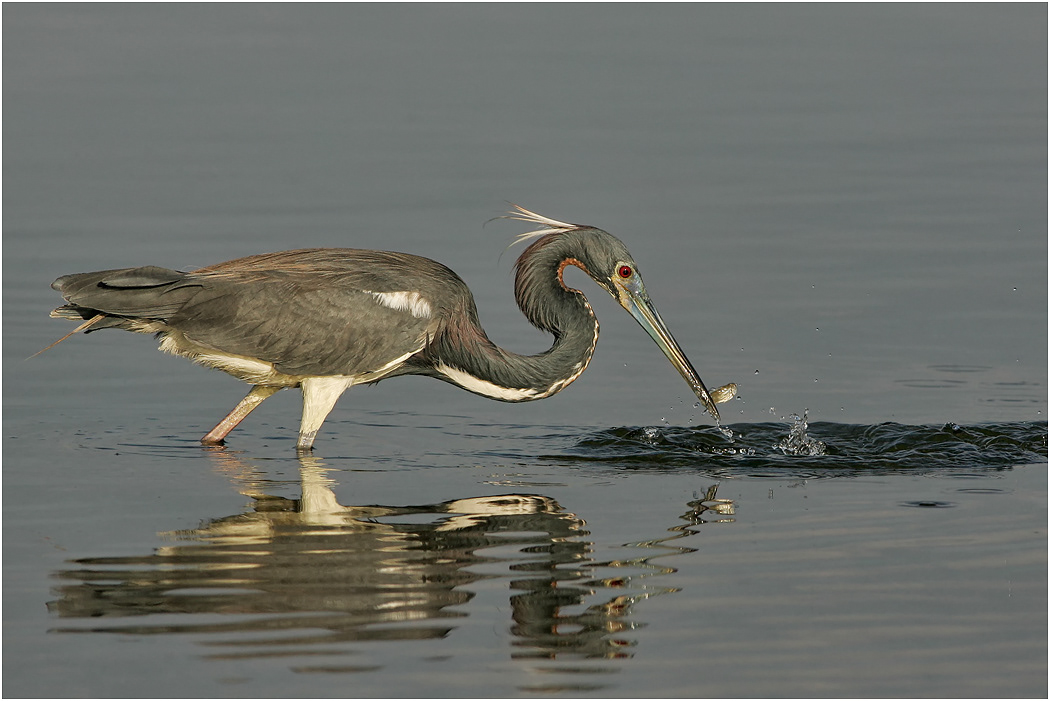 Tri-colored Heron, Florida, USA