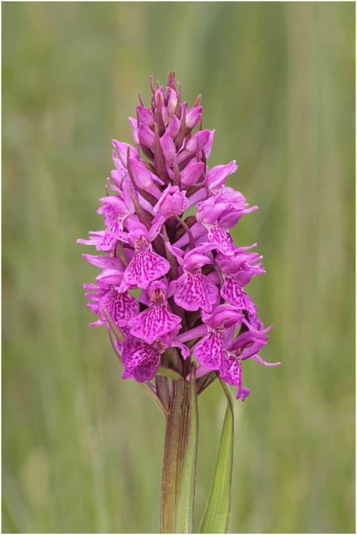 Southern Marsh x Pugsley's Marsh Orchid