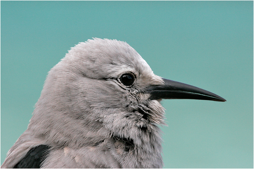 Clark's Nutcracker, Alberta, Canada
