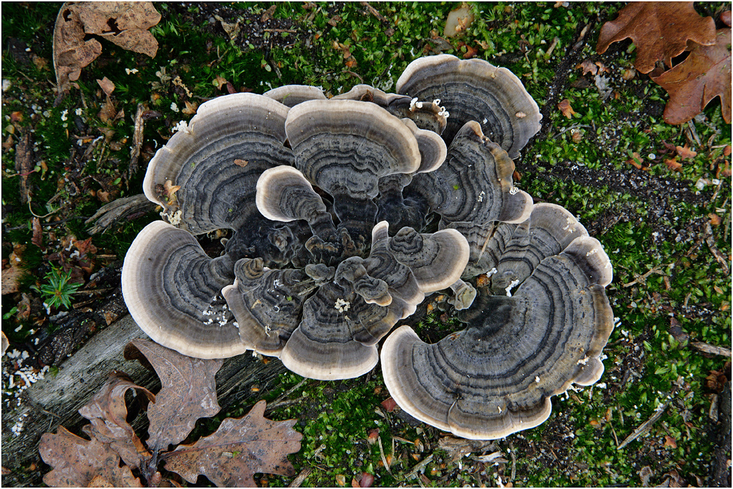 Turkey Tail or Many Zoned Polypore - Trametes versicolor