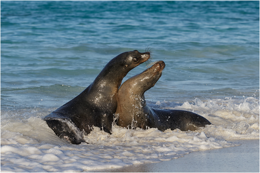 Galapagos Sea Lions fighting