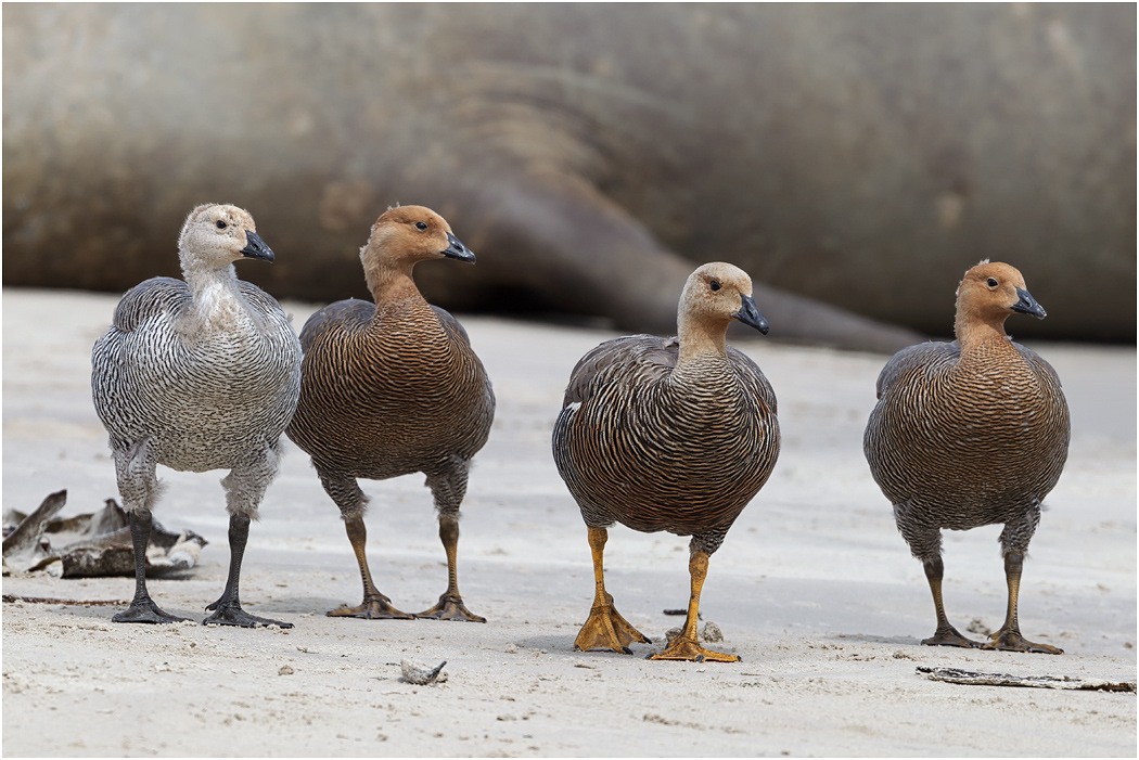 Immature Upland Geese