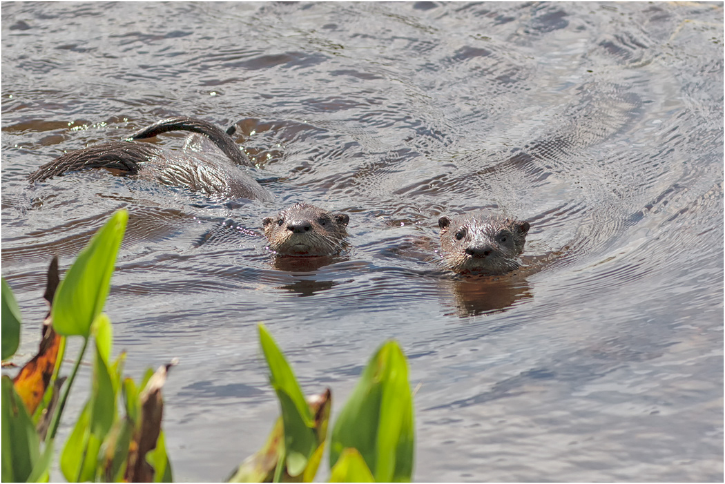 Otters, Florida, USA