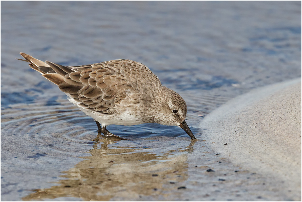 White-rumped Sandpiper