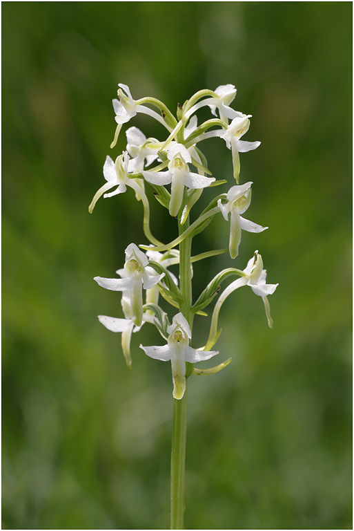 Lesser Butterfly Orchid