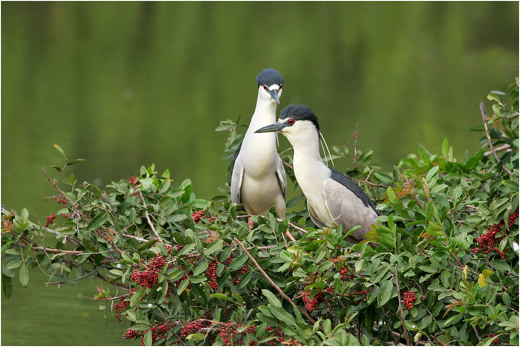 Black-crowned Night Heron, Florida, USA