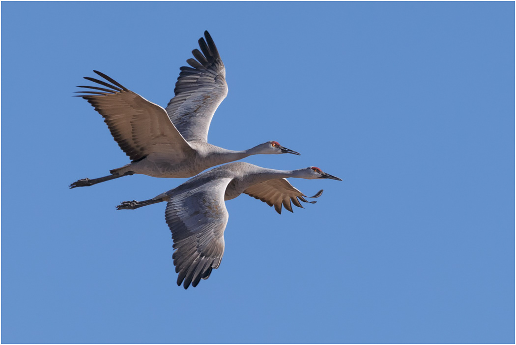 Sandhill Crane in flight, Bosque del Apache, NM, USA