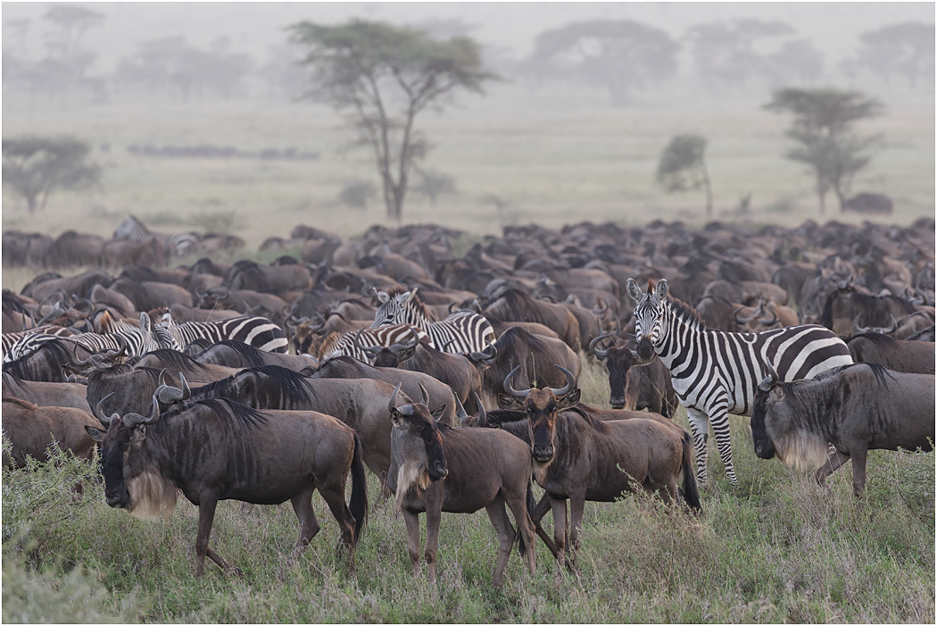 Migration - Serengeti, Tanzania