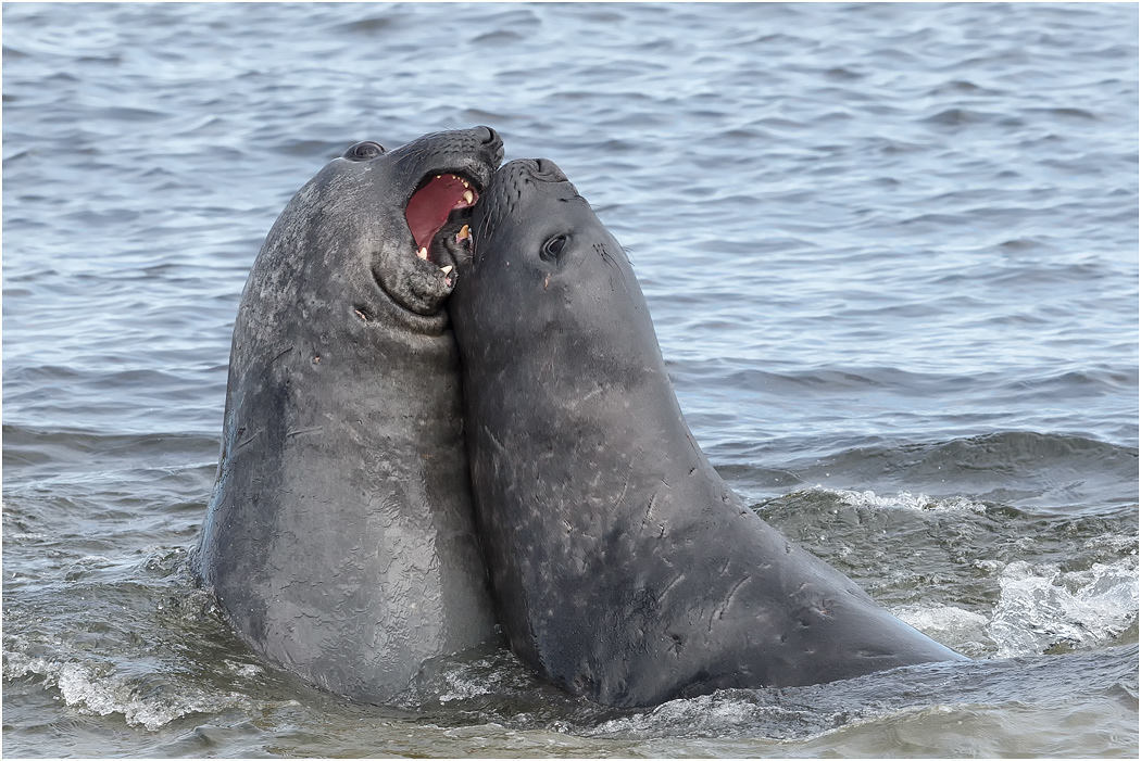 Southern Elephant Seals sparring