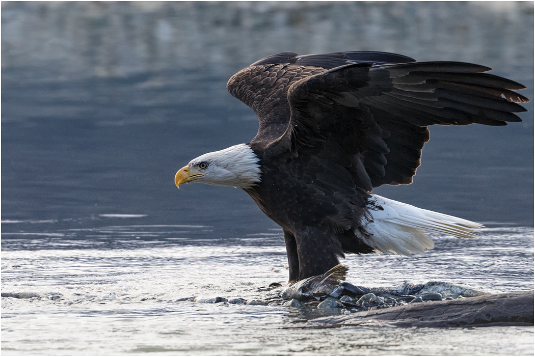 Bald Eagle with fish, Chilkat River, Alaska