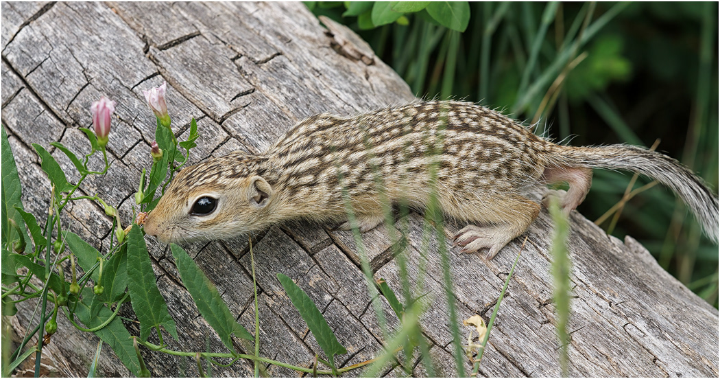 Thirteen Lined Ground Squirrel, Colorado, USA