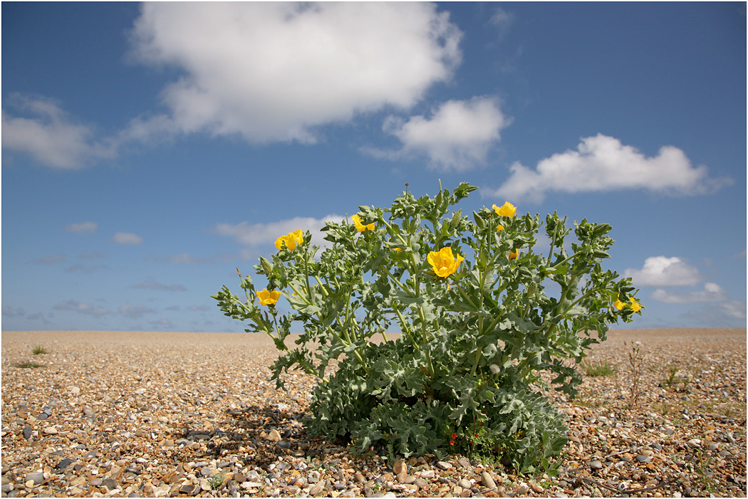 Yellow Horned-poppy
