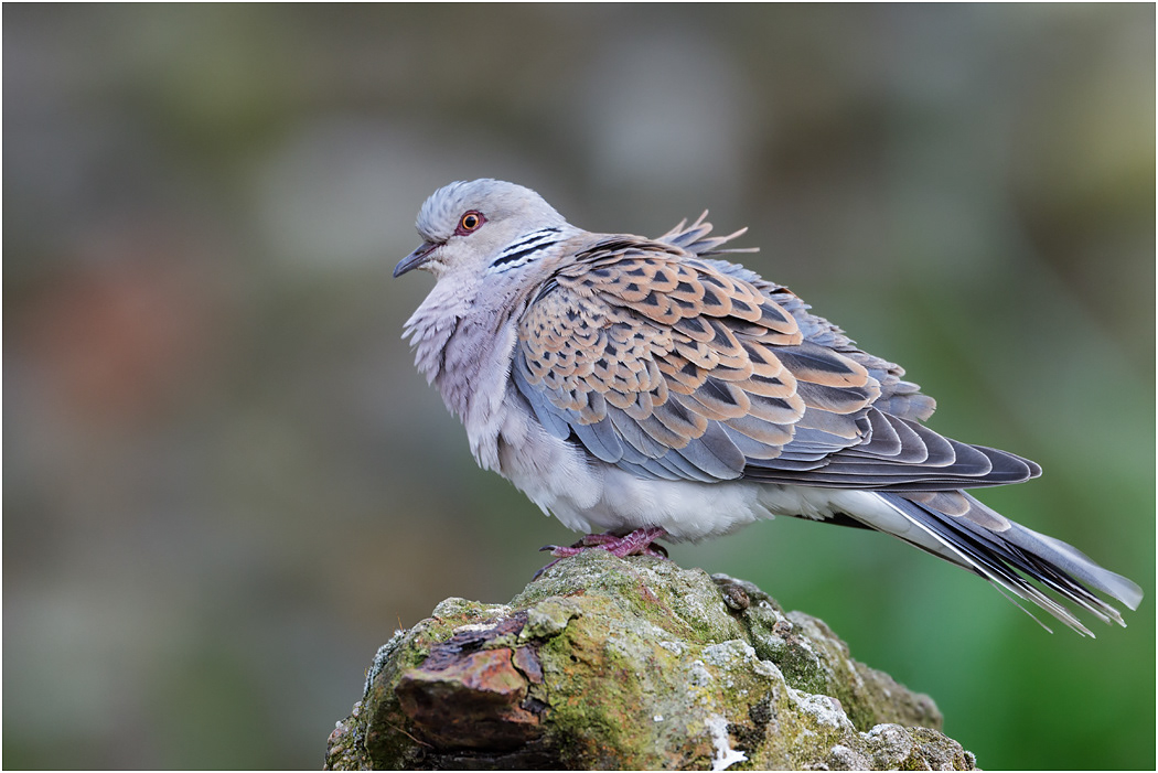 Turtle Dove