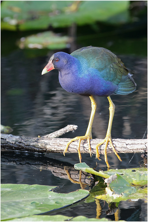 Purple Gallinule, Florida, USA