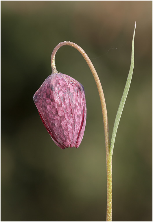 Snake's Head Fritillary