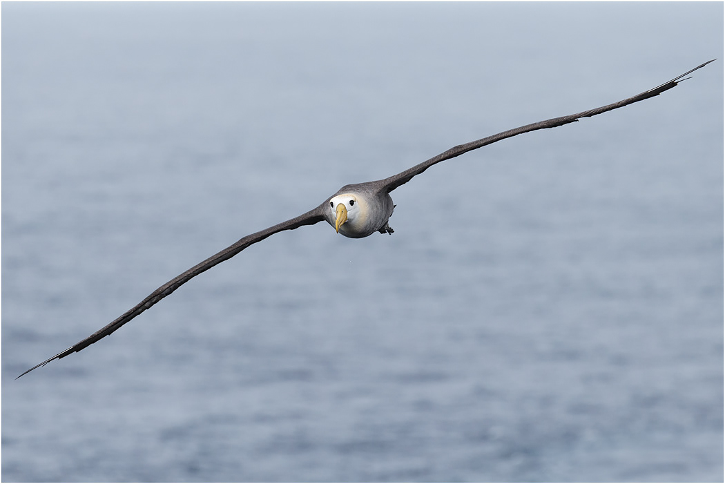 Waved Albatross in flight, Española, Galapagos Islands