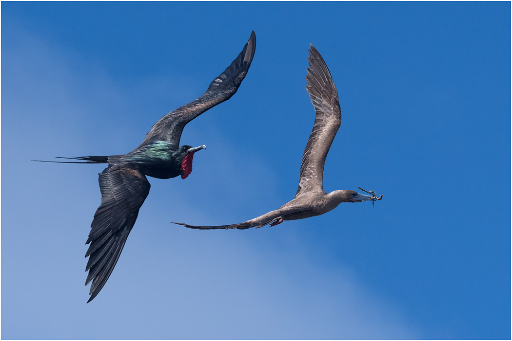 Great Frigatebird chasing Red-footed Booby, Galapagos Islands