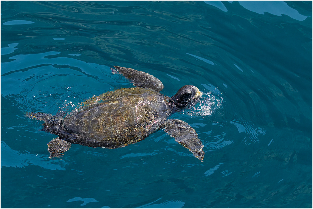 Galapagos Green Turtle