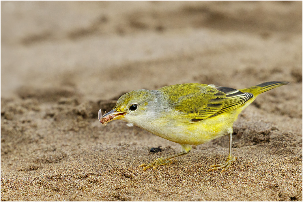 Yellow Warbler, Galapagos Islands