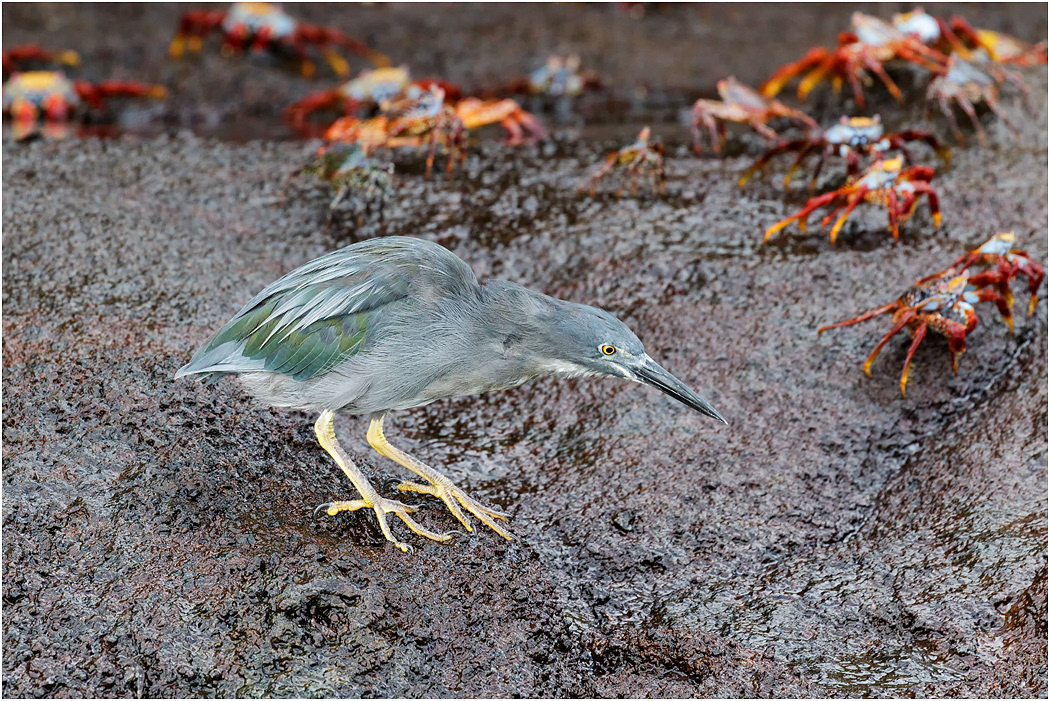 Lava Heron looking for smaller crabs, Galapagos Islands