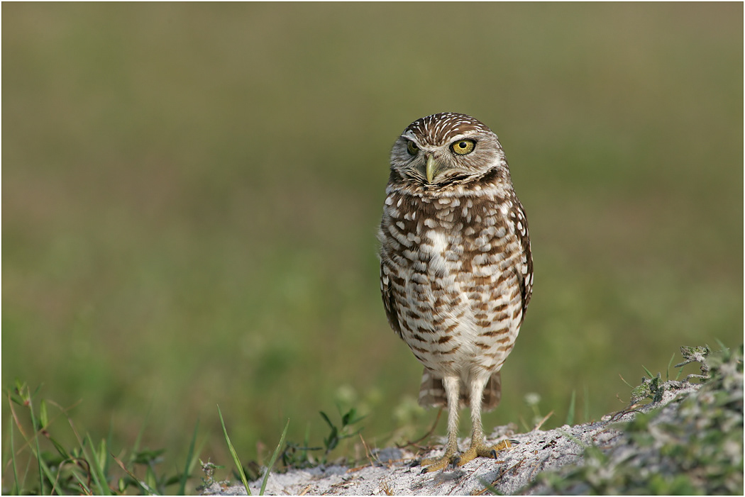 Burrowing Owl, Florida, USA