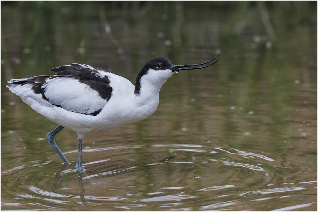 Avocet drinking
