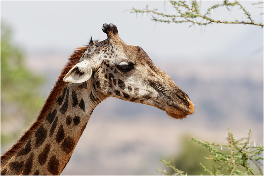 Masai Giraffe (female) -  Tarangire NP, Tanzania