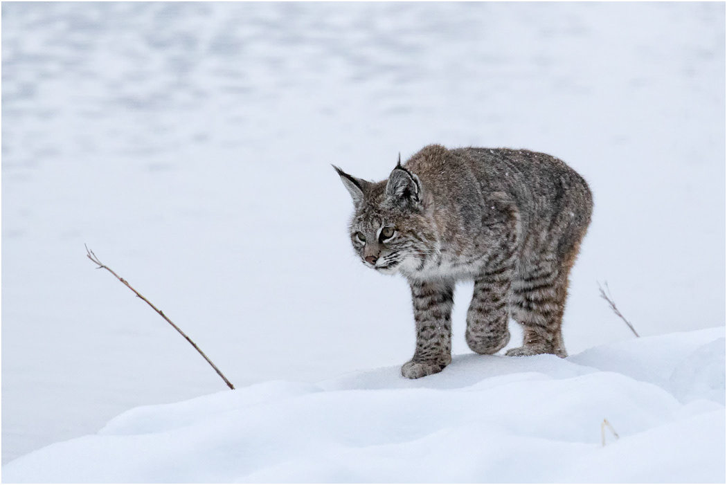 Bobcat, Yellowstone NP, USA