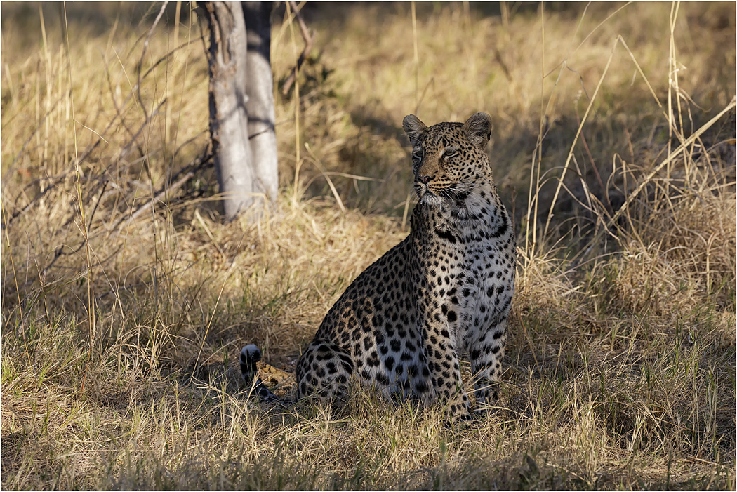 Leopard (female) - Botswana