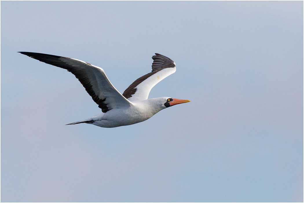 Nazca Booby in flight, Galapagos Islands