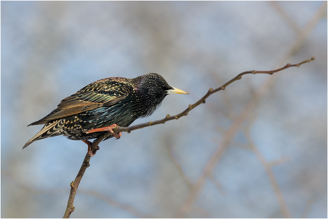 Starling in Winter plumage