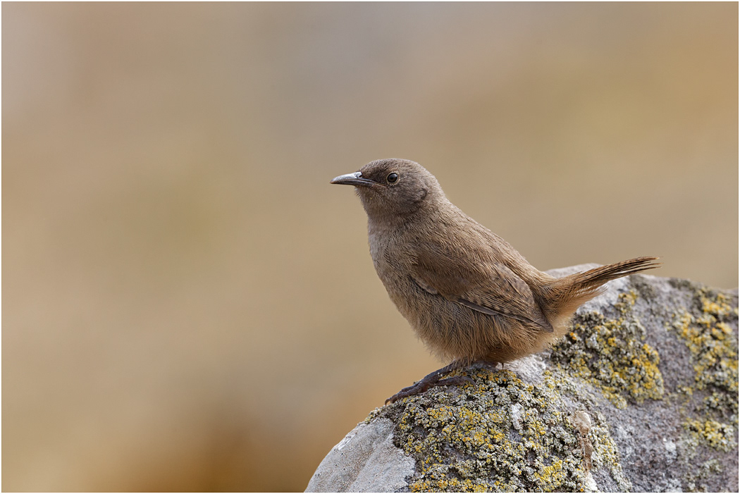 Cobb's Wren