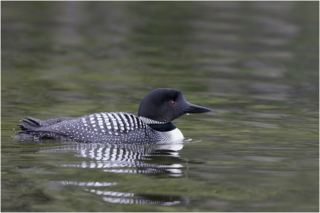 Common Loon (Great Northern Diver), Canada